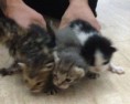 3 GATITOS.